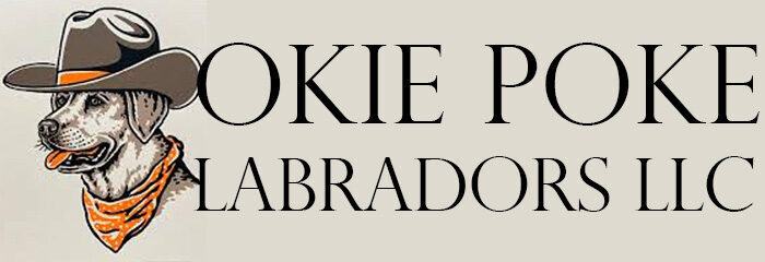 Okie Poke Labradors LLC